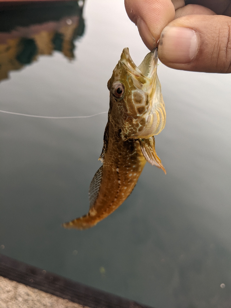 え?アジわ?…#$=@#$