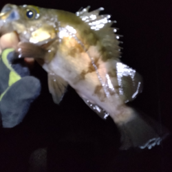 どこがホーム？