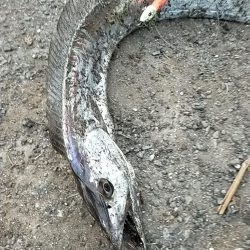 ベイトが接岸してました