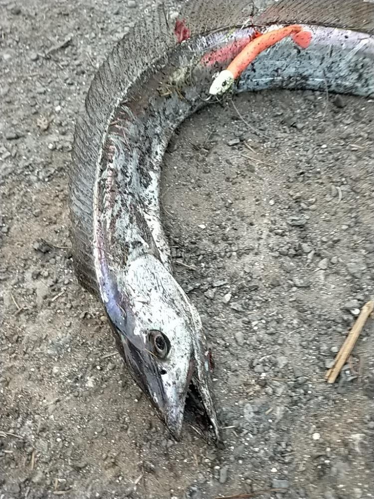 ベイトが接岸してました