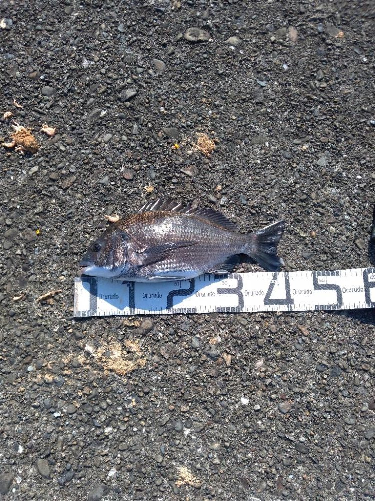 6/4釣果 チヌ年無し釣れました!