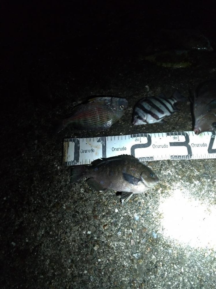 6/18釣果ヘダイサンバソウ尺アジサンノジグレ