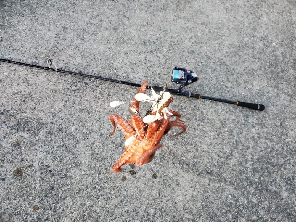 久々釣行(タコ)