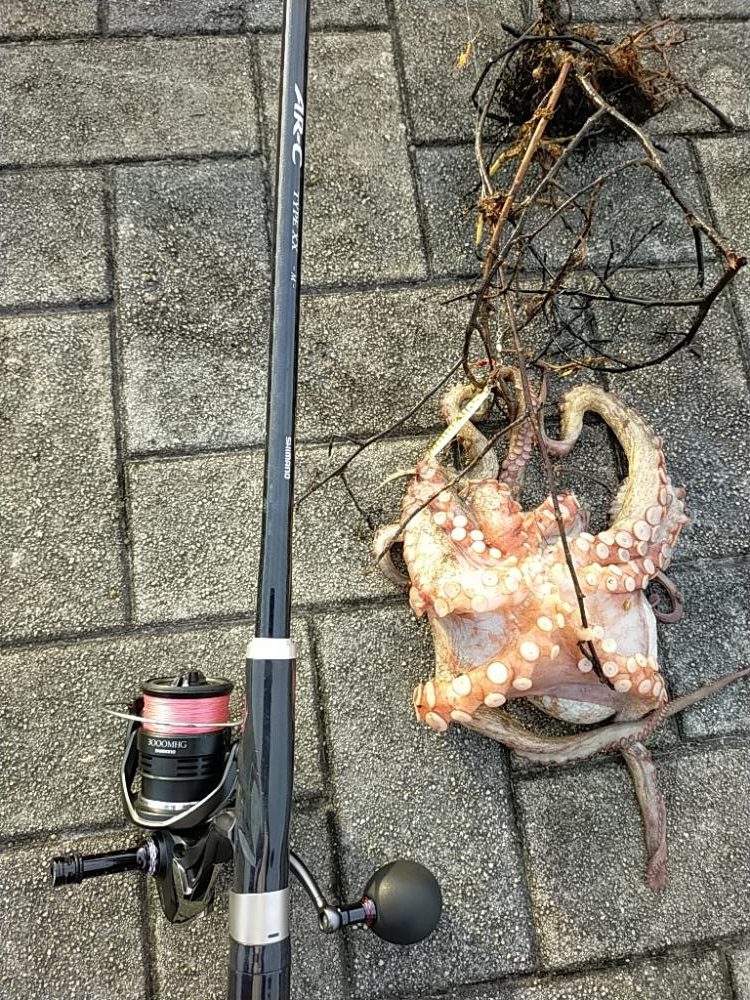 想定外の朝タコ