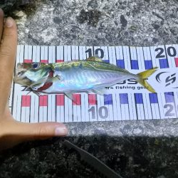 小アジ小サバ大量