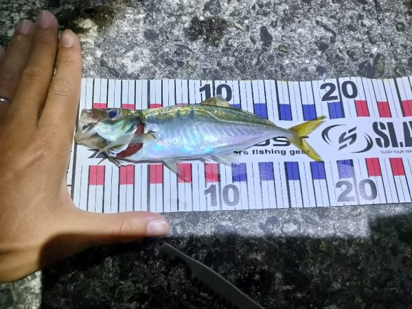 小アジ小サバ大量