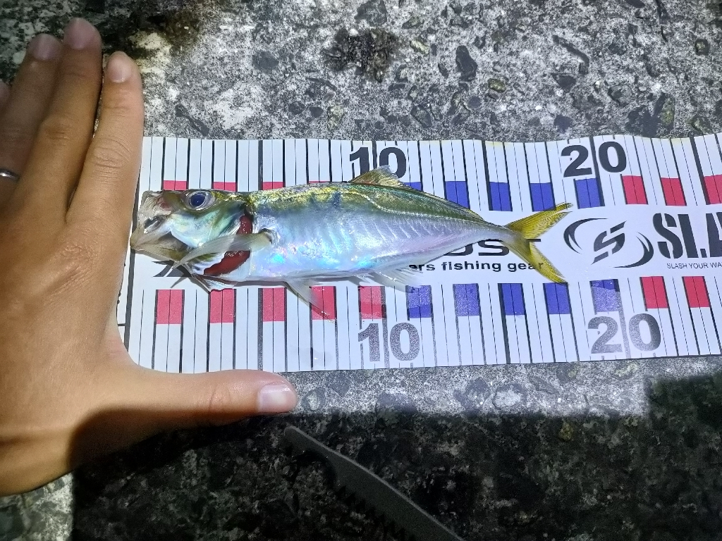 小アジ小サバ大量