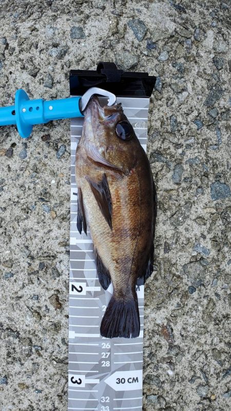 いつものショアジギ、メバリング