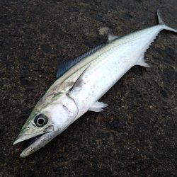 チョイ荒れ釣行