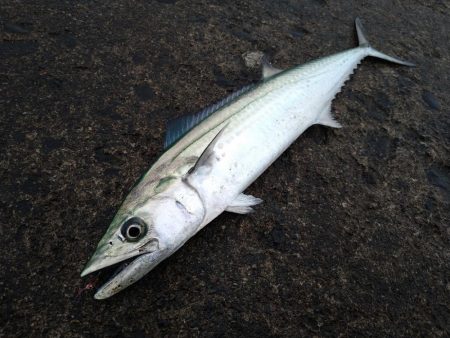 チョイ荒れ釣行