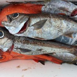 今シーズン初クロムツ