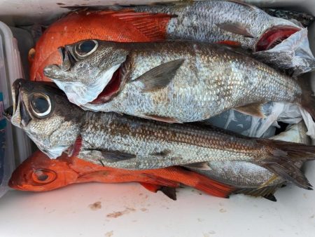 今シーズン初クロムツ