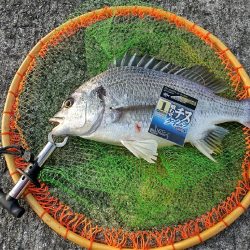 武庫川一文字で落とし込み釣り