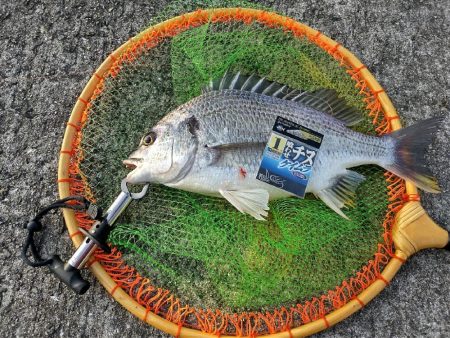 武庫川一文字で落とし込み釣り