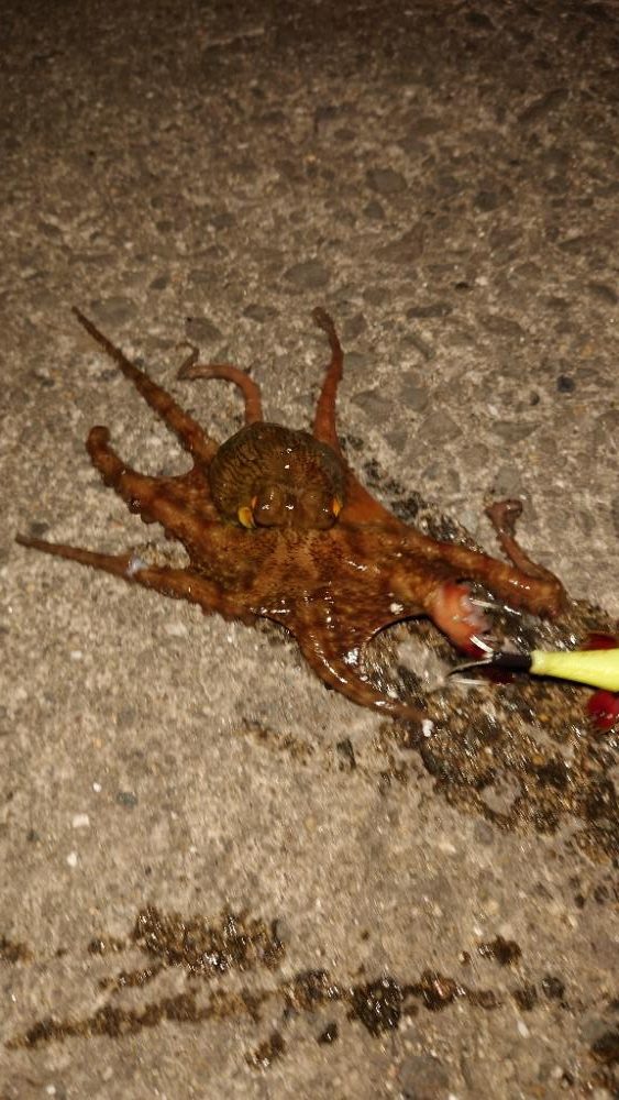 タコ釣れたけど