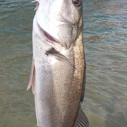 嬉シーバス⤴️…