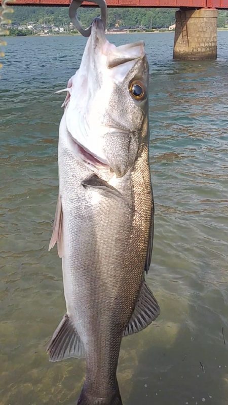 嬉シーバス⤴️…