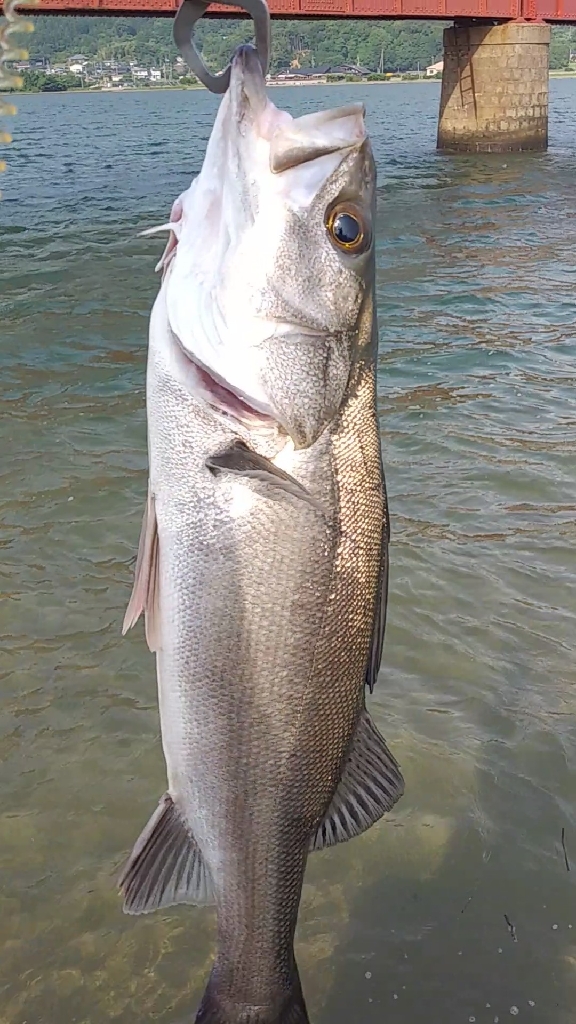 嬉シーバス⤴️