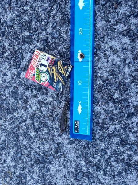 ちょい投げ釣行