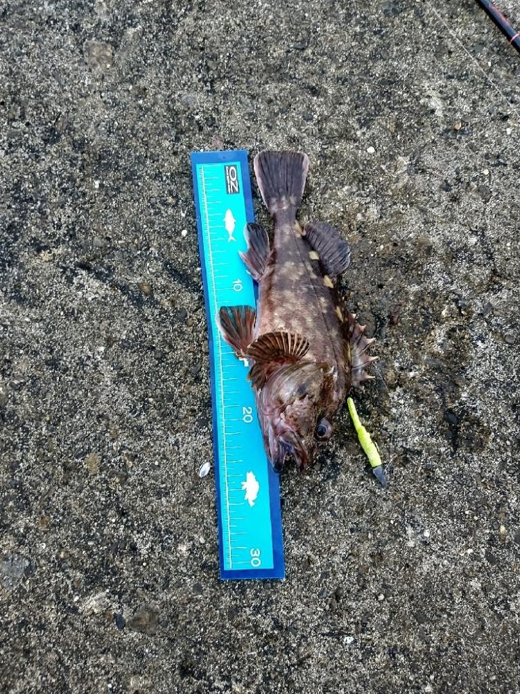 オンスタックルさんのイベント参加