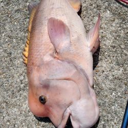 これは雄かな？