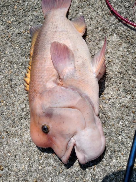 これは雄かな？