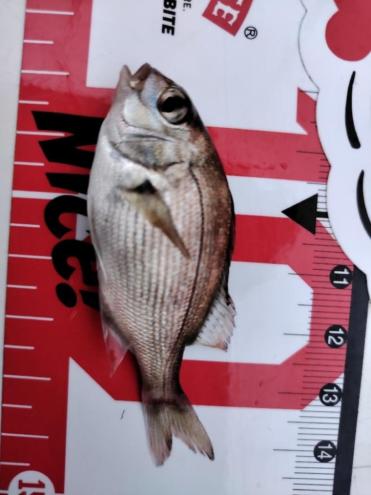 アジ後キス@泉大津