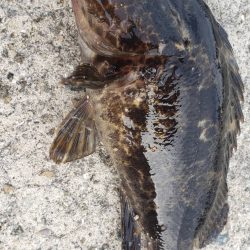 アジ探し@佐野漁港