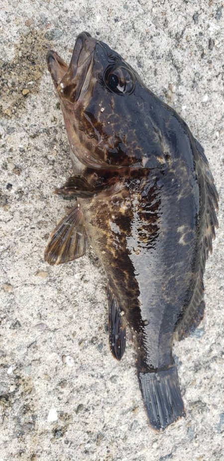 アジ探し@佐野漁港