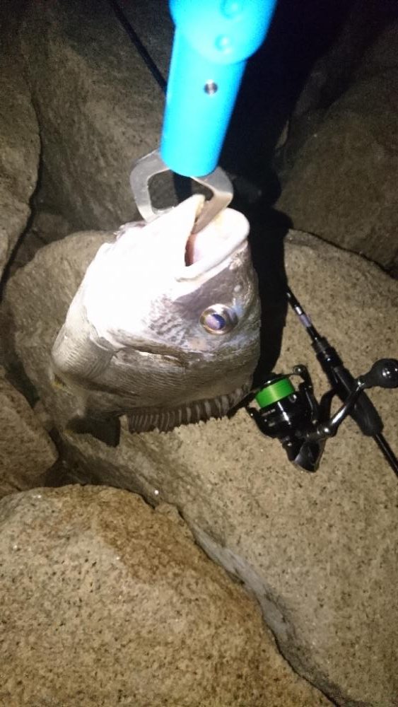 チニング安定釣果