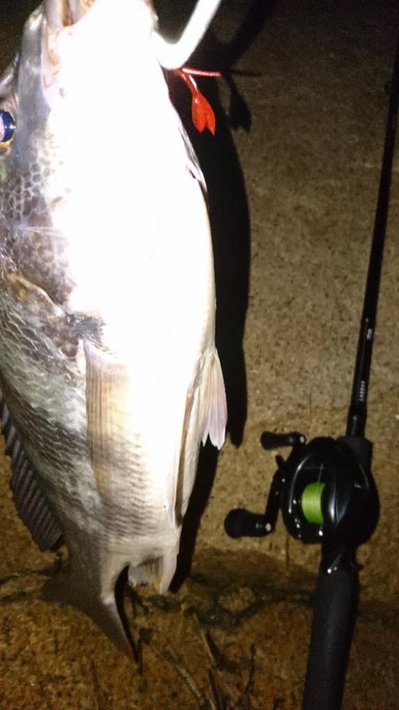 シーバス釣れない。