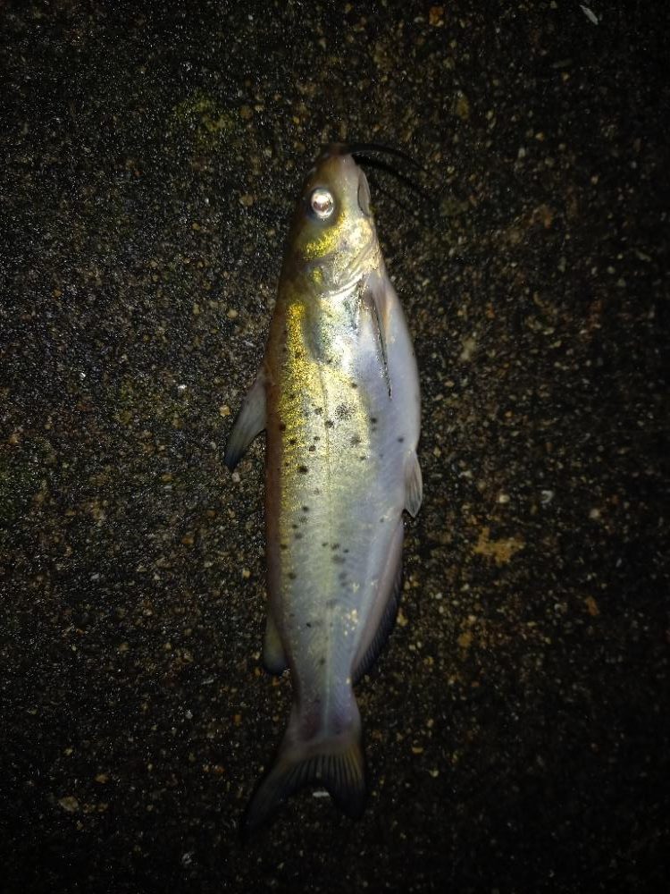 淀川ウナギつり