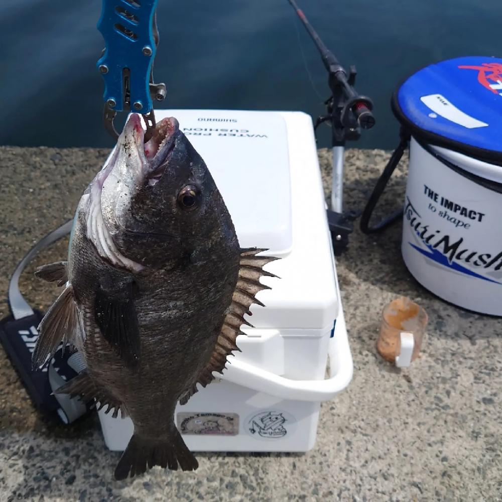 紀州釣りに挑戦(◔‿◔)のっこみチヌさま登場(ʘᴗʘ✿)