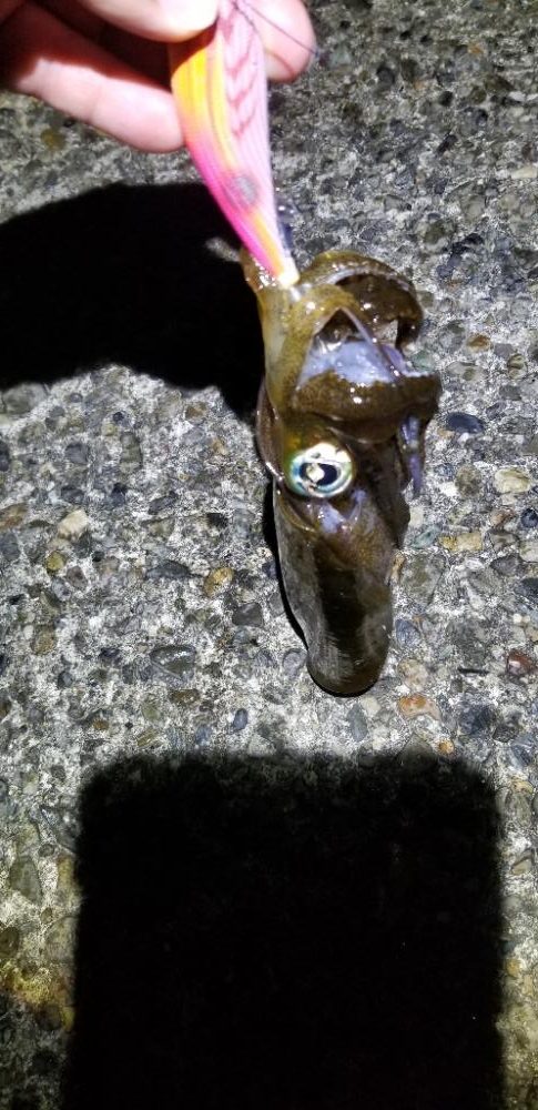 今年の春イカ小さくない?