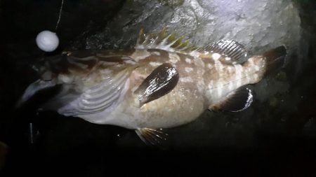 青物不在後化け物あらわる