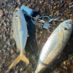 まだまだメガアジ絶好調