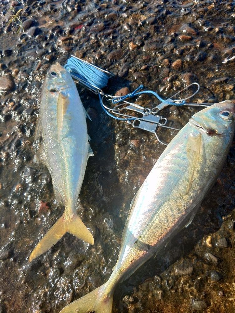 まだまだメガアジ絶好調