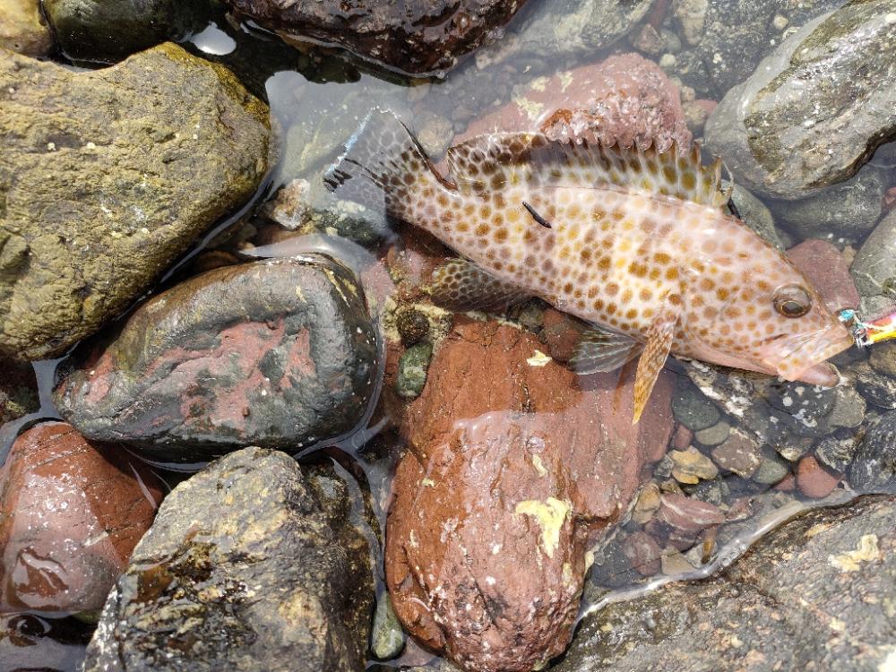 ショアジギング