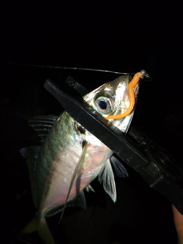 (泣尺アジ)フロートゲーム~