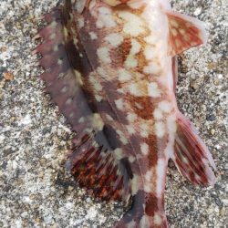 アジング@深日す