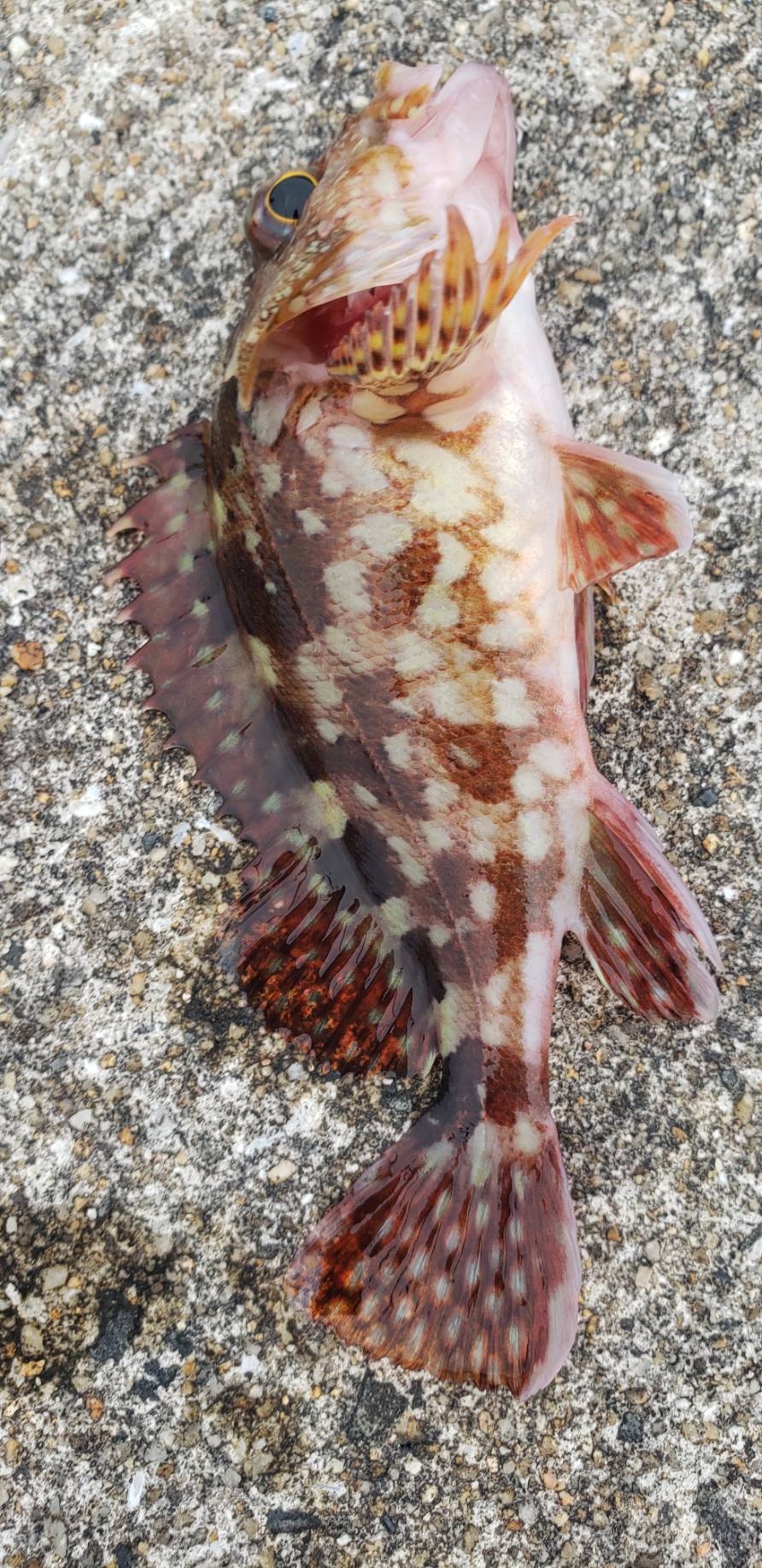 アジング@深日す