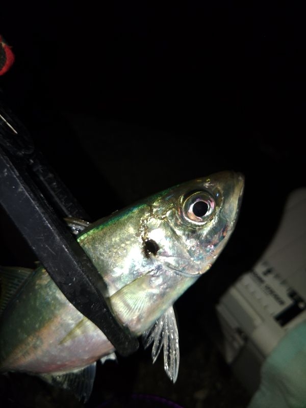 フロートゲーム