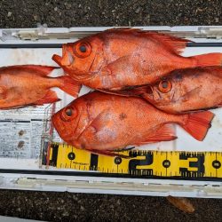 イサキ仕掛けで五目釣り