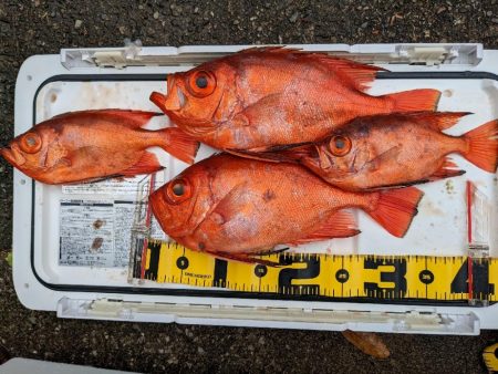 イサキ仕掛けで五目釣り