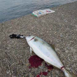 ショアジギとメバリング