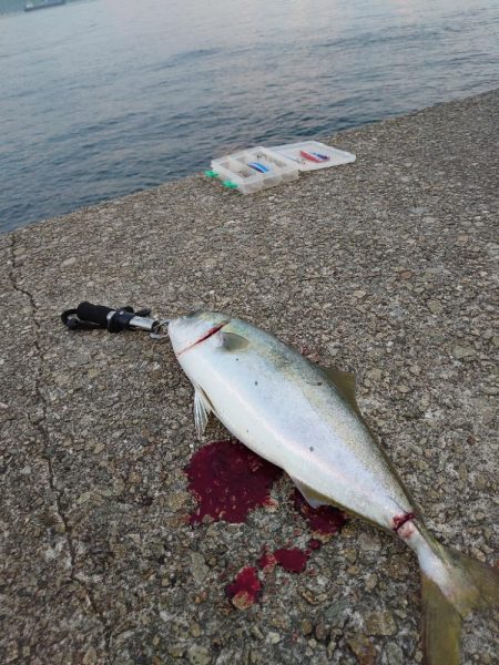 ショアジギとメバリング