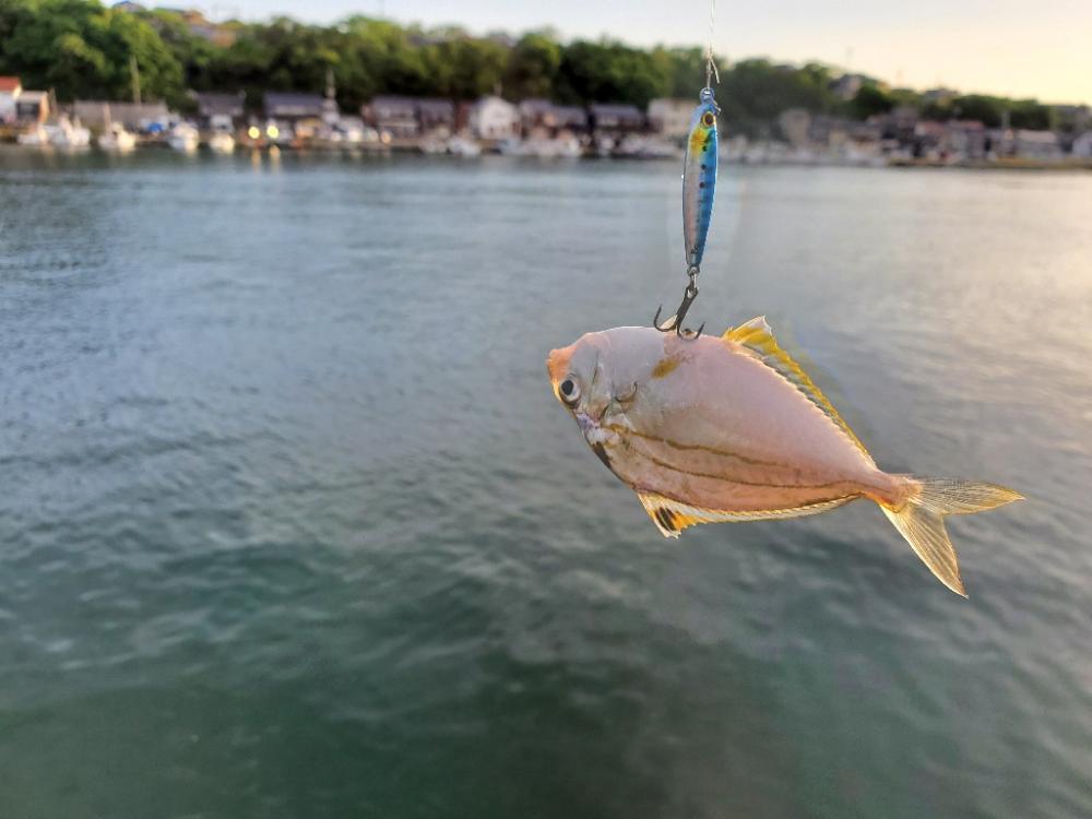 引きを求めて…