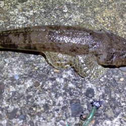 小さいやつしかよう釣らん。