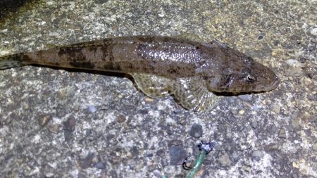 小さいやつしかよう釣らん。