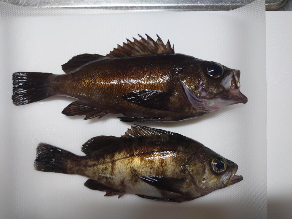 ちょこっと1時間だけ